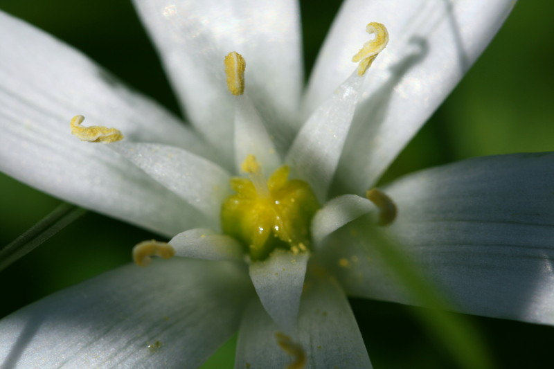 monocotiledone?? Ornithogalum umbellatum